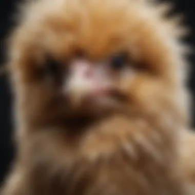 Silkie Chicken An elegant Silkie chicken with its unique fluffy feathers