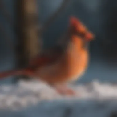 Female cardinal in a winter setting, illustrating her resilience