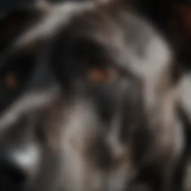 Close-up of a Great Dane's expressive eyes and distinct coat pattern.