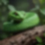 A close-up of a vibrant green pit viper coiled on a branch