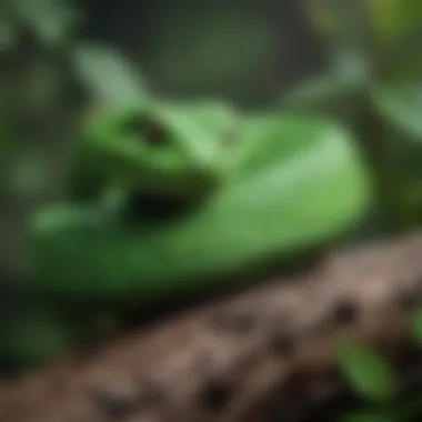 A close-up of a vibrant green pit viper coiled on a branch