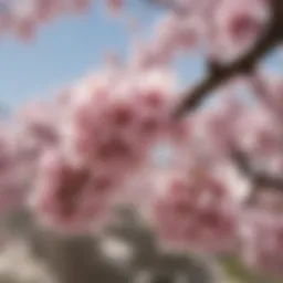 Vibrant blossoms on a cherry tree