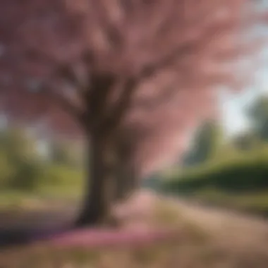 Impact of Climate Change on Blossoming Trees An illustration showing the impact of climate change on trees
