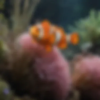Symbiotic Relationships in Marine Life Close-up of a clownfish swimming among sea anemones