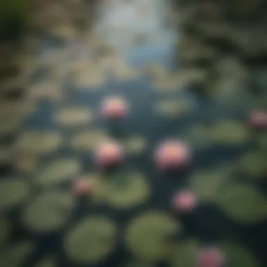 An aerial view of a serene lake covered with blooming water lilies