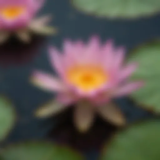 A close-up view of vibrant water lily petals in a tranquil pond setting