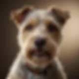 A lively Wire Hair Terrier showcasing its distinctive wiry coat and energetic demeanor.