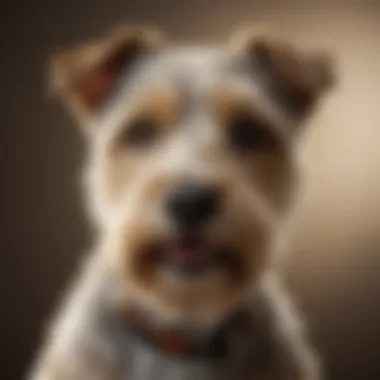 The Energetic Wire Hair Terrier A lively Wire Hair Terrier showcasing its distinctive wiry coat and energetic demeanor.