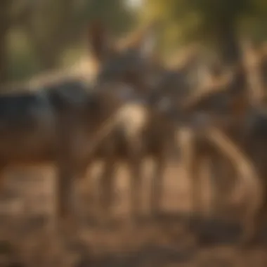 Social Dynamics of Jackal Packs A jackal interacting with its pack, illustrating their social structure and behavior.