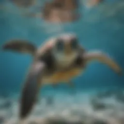 A majestic sea turtle gliding through clear blue waters, showcasing its intricate shell patterns.