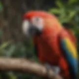 A vibrant Scarlet Macaw perched on a branch, showcasing its striking colors.