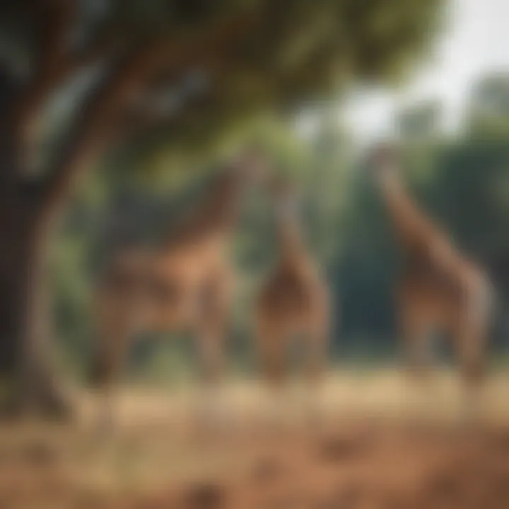 An educational tour group observing giraffes in their natural habitat
