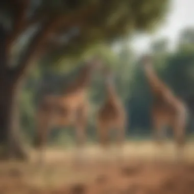 Observing Giraffes in Nature An educational tour group observing giraffes in their natural habitat