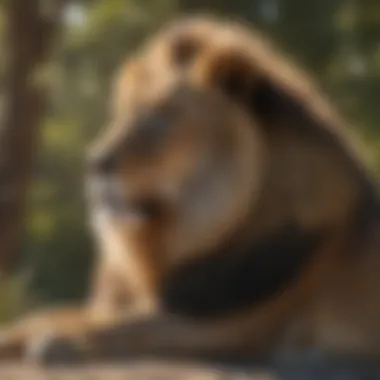 Majestic Lion in Sanctuary A majestic lion basking under the sun in a wildlife sanctuary