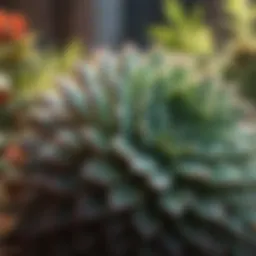 Vibrant succulent plants showcasing healthy growth.