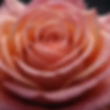 A close-up view of a vibrant rose bloom showcasing its intricate petal structure.