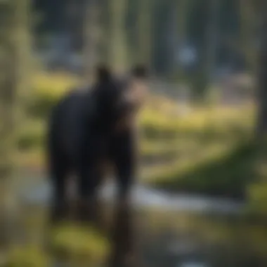 A serene landscape showcasing the vibrant habitats of black bears in Yellowstone.