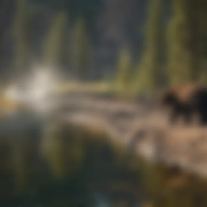 A panoramic view of Yellowstone National Park, highlighting prime bear watching locations.