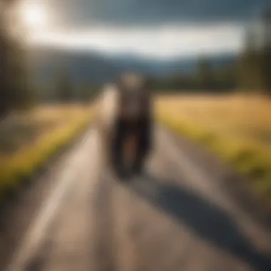 A scenic trail through Yellowstone, emphasizing safety measures for bear viewing.