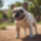 Playful French Bulldog in a sunny Arizona park