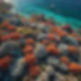 Aerial view of the Great Barrier Reef showcasing its vibrant coral formations.