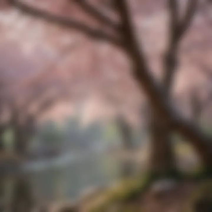 A scenic view of cherry blossoms creating a picturesque landscape, attracting visitors from afar.