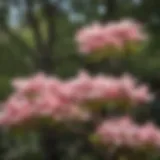 A vibrant display of flowering dogwoods in bloom, showcasing their iconic white and pink petals.