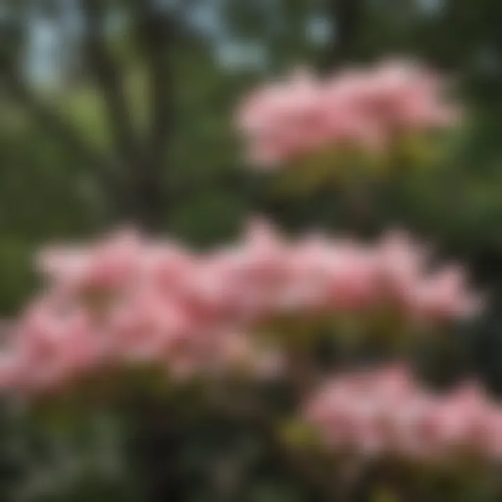 A vibrant display of flowering dogwoods in bloom, showcasing their iconic white and pink petals.