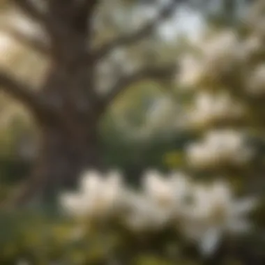 Magnolia Tree Blossoms An impressive magnolia tree adorned with large white flowers, symbolizing southern beauty.