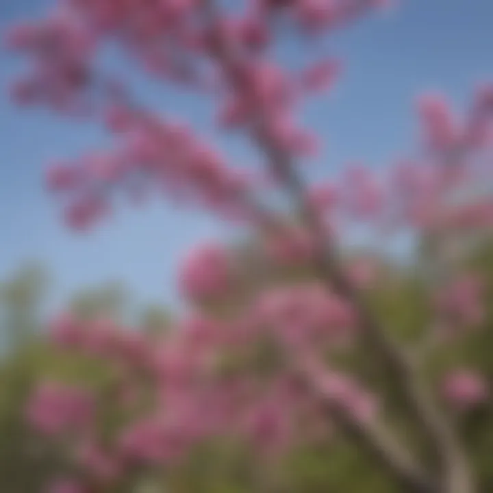 The delicate flowers of a redbud tree, radiating shades of purple and pink against a clear sky.