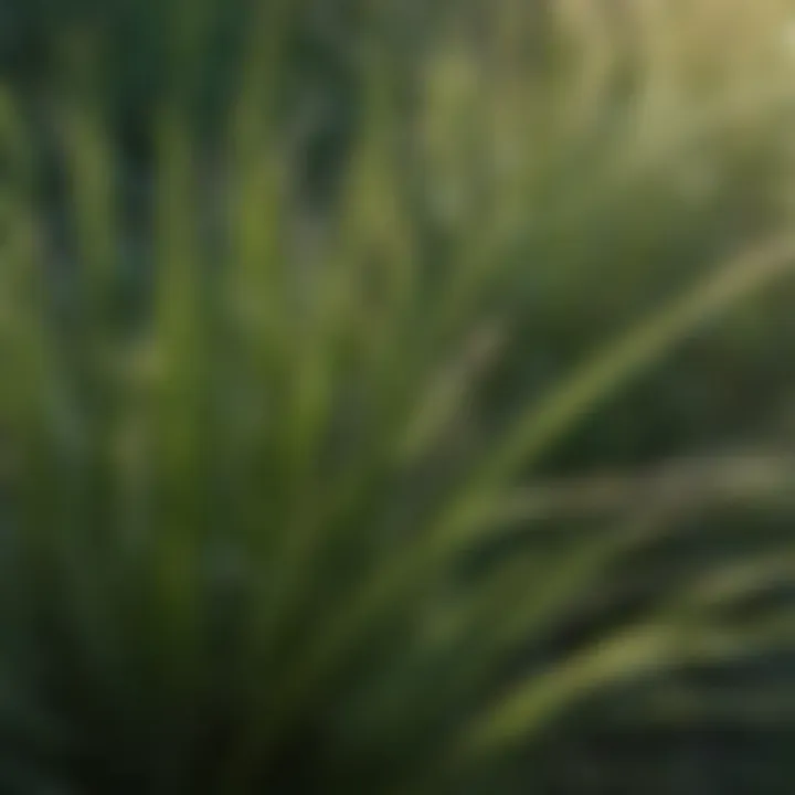 Close-up view of a specific perennial grass showcasing its unique texture and color.