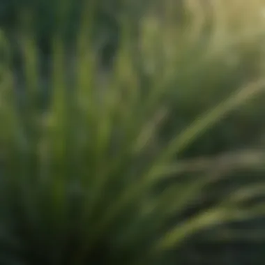 Close-Up of Unique Grass Texture Close-up view of a specific perennial grass showcasing its unique texture and color.