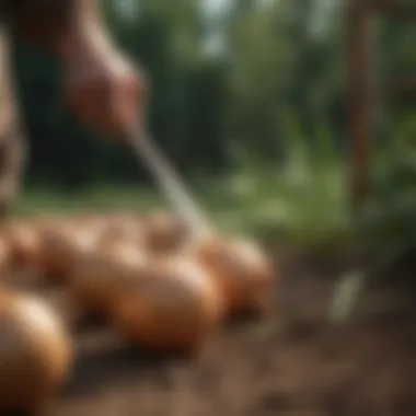 Harvesting mature onions from the garden