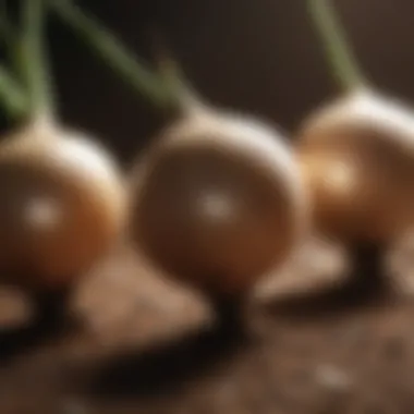 Healthy Bulbs Ready for Planting Healthy onion bulbs ready for planting