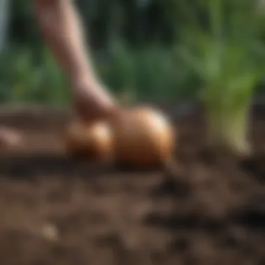 Nurturing Onion Plants in Garden Bed Nurturing onion plants in a garden bed