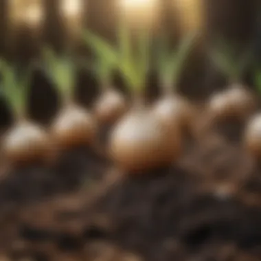 Onion seedlings sprouting from bulb roots