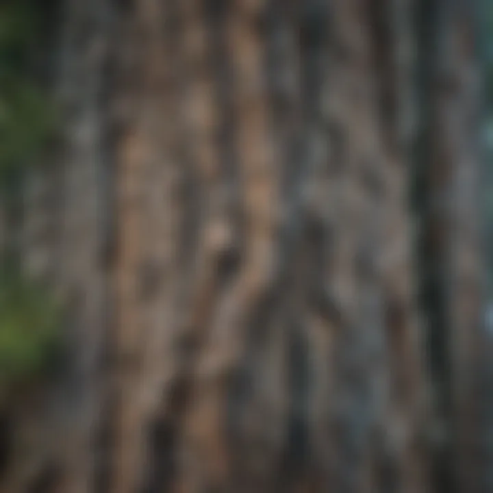 Close-up view of the bark texture of a Colorado Blue Spruce, highlighting its unique characteristics.