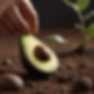 Avocado seed placed in soil with proper depth