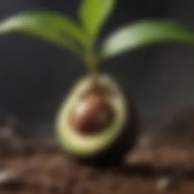 Healthy avocado plant sprouting from seed