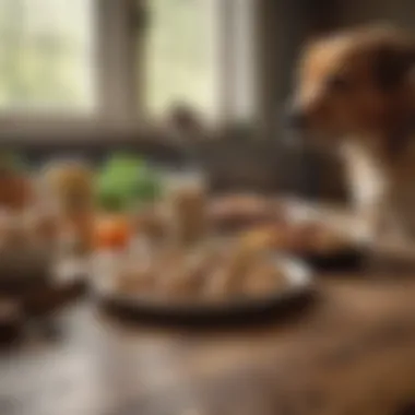 A well-planned meal for diabetic dogs