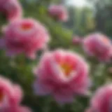 Vibrant peony blooms in a garden setting