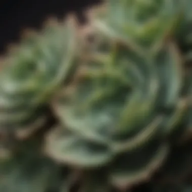 Close-up of succulent leaves showcasing their unique textures