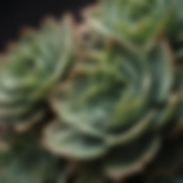 Close-up of succulent leaves showcasing their unique textures