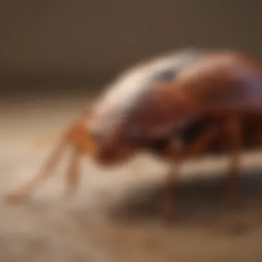Preventative Strategies: Keeping Your Home Bed Bug Free Preventative measures against bed bugs in a home