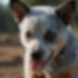 Blue Heeler puppy displaying biting behavior