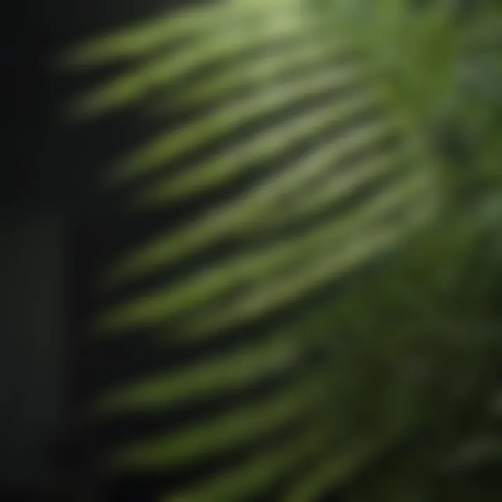 A close-up of fern fronds showcasing their intricate structure