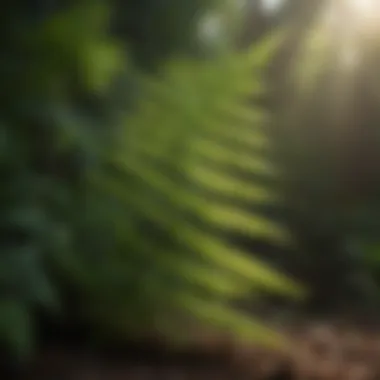 A vibrant green fern thriving in natural sunlight