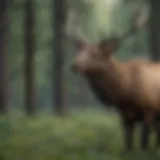 Majestic elk in a Montana forest