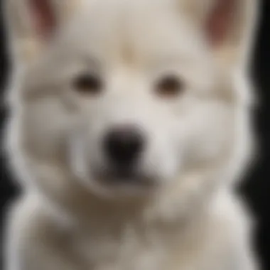 Close-up of a Huskydoodle's distinctive coat pattern