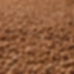 Close-up of Iams Sensitive Skin and Stomach Dog Food kibble showcasing its unique texture.
